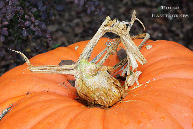 it s the giant pumpkin charlie bown, gardening, seasonal holiday d cor, thanksgiving decorations