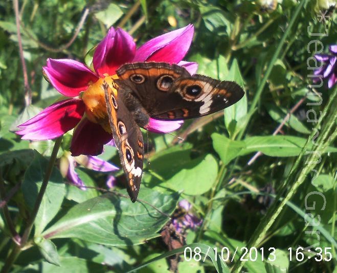 i am so not looking forward to winter i love all the butterflies we h, gardening, pets animals, Common Buckeye Butterfly