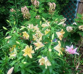 more may flowers, flowers, gardening, hydrangea, Yellow Lillie s with hydrangea Yellow and pink Lillie s never bloom together The yellow smells divine Makes for longer bloom time