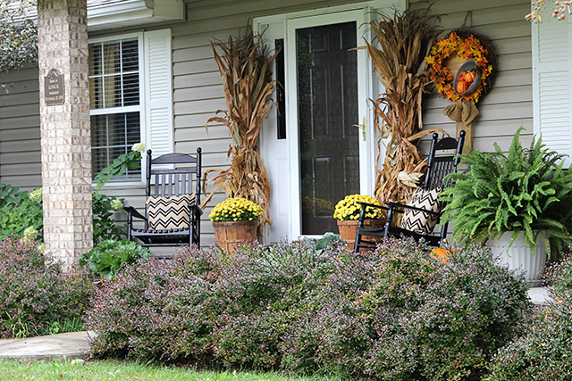 fun and festive fall porch, curb appeal, gardening, outdoor living, seasonal holiday decor, wreaths, Traditional cornstalks and mums were the basis for my porch decor this year