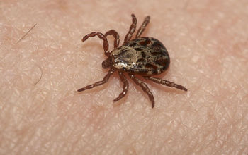 Are Tick Bites Dangerous, and Do You Need an Injections Against Them?