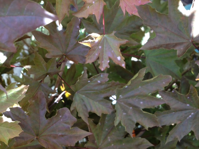 gardening one of my red maple trees died, gardening, More white spots