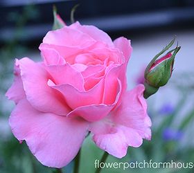 my august roses, gardening, Queen Elizabeth