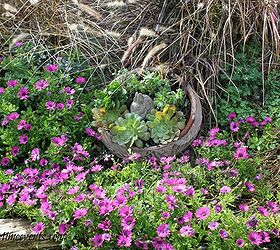 spring succulent container gardening in flower bed, container gardening, flowers, gardening, succulents, Originally the terra cotta pot was put there to keep the dogs from laying in the flower bed rather than keeping it empty I added to it