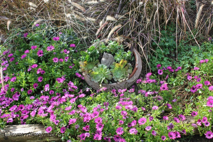 spring succulent container gardening in flower bed, container gardening, flowers, gardening, succulents, Originally the terra cotta pot was put there to keep the dogs from laying in the flower bed rather than keeping it empty I added to it