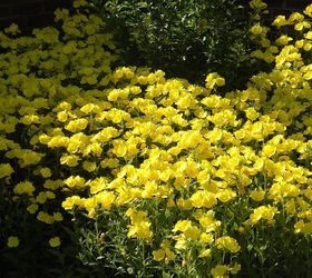 garden blooms june zone 6, container gardening, flowers, gardening, hibiscus, hydrangea, outdoor living, Buttercups early June
