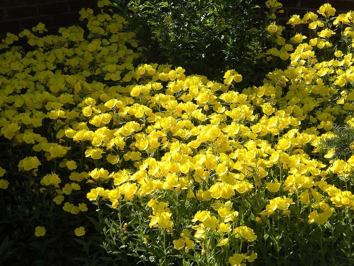 garden blooms june zone 6, container gardening, flowers, gardening, hibiscus, hydrangea, outdoor living, Buttercups early June
