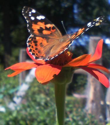 flowers and butterflies, flowers, gardening, pets animals, Painted Lady