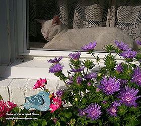 window seat, flowers, gardening, pets animals, Our Shadow enjoying the sun and the flowers Garden of Len Barb Rosen