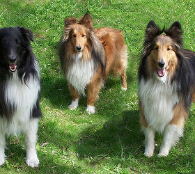 meet the three dogs in my garden, gardening, pets animals, These are the three dogs who play in my garden That is Buddy on the left Rusty in the middle and Scrap on the right
