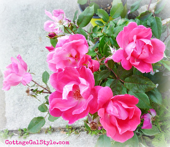 jardinera de fcil cuidado con rosas knockout