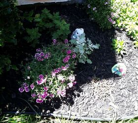 my summer garden has begun for 2013, flowers, gardening, hibiscus, LOVE ME SOME SWEET WILLIAMS