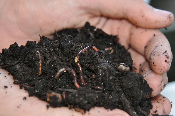 diy project vermicomposting in a tub in a few easy steps, composting, diy, gardening, go green, homesteading, urban living, Red wriggler worms used for indoor vermicomposting Did you know they can live up to 15 years