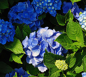 ready for spring, gardening, seasonal holiday decor, Blue Hydrangeas from my Garden