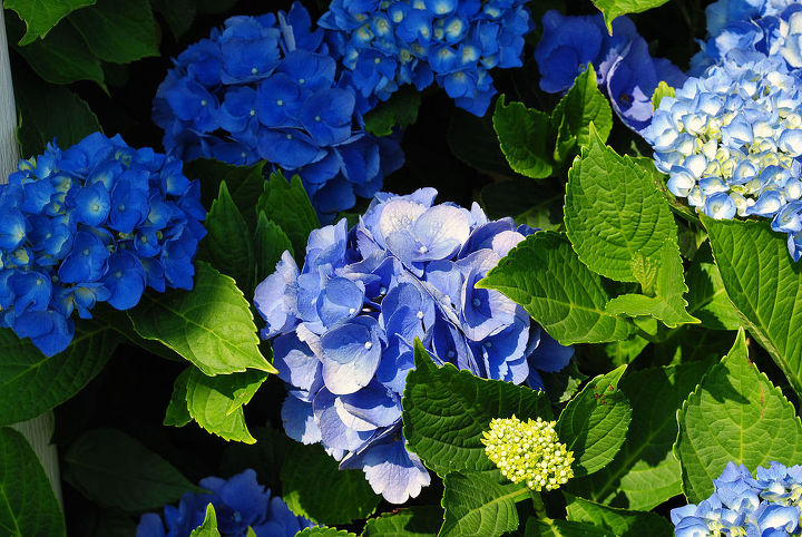ready for spring, gardening, seasonal holiday decor, Blue Hydrangeas from my Garden