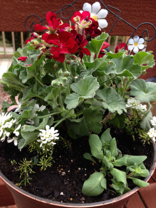 red white and blue patriotic plantings with heart, container gardening, flowers, gardening, perennials, Deep Red Geraniums are a great patriotic red