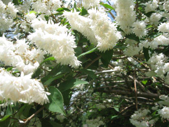 can anyone identify this tree or shrub, flowers, gardening, hydrangea