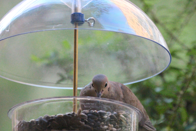 part 2 back story of tllg s rain or shine feeders, outdoor living, pets animals, urban living, This image of a mourning dove enjoying the dome feeder was featured with a narrative on TLLG s Blogger Pages