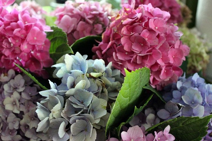 drying hydrangeas, crafts, flowers, gardening, hydrangea, I pick the blooms from my garden in various shades at the end of the summer