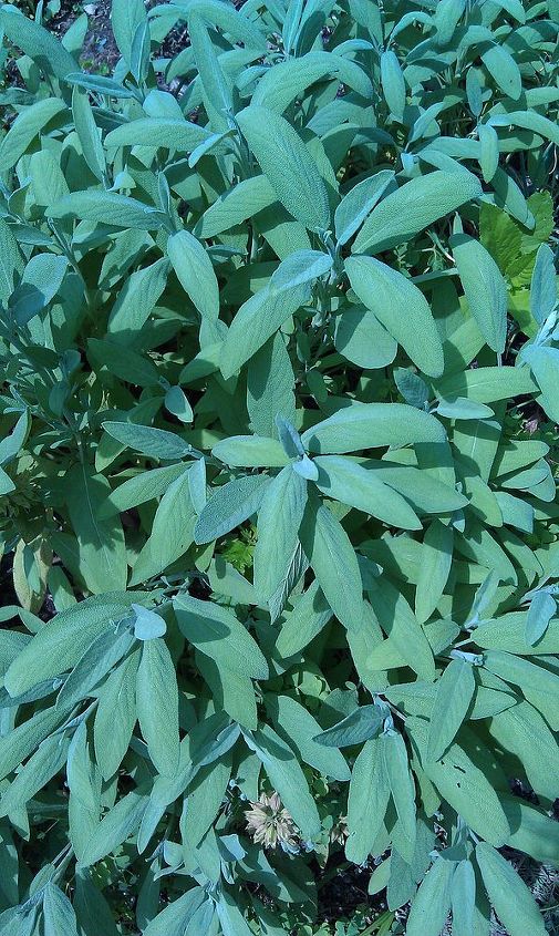 sage is a perennial herb it is the same family as thyme rosemary and oregano it, flowers, gardening, perennials, Sage Leaves