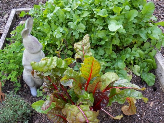 summer harvest flea market gardening style, gardening, Betty Sneeringer s rabbit proof chard