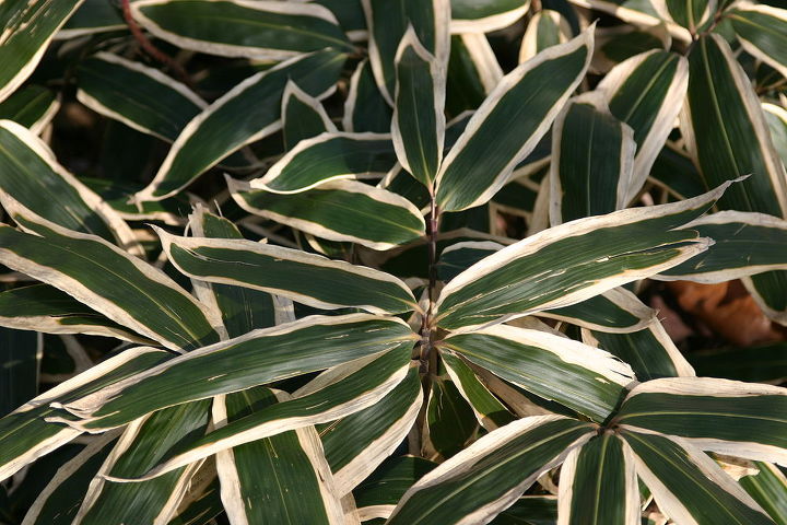 cool plant of the day for shade while i don t recommend planting bamboo in the, gardening, Sasa vetchii