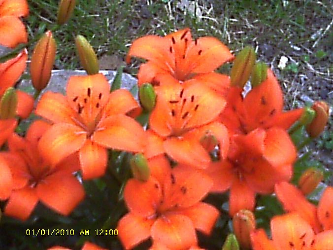 my yard, gardening, another view of them loving the color