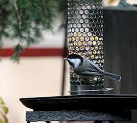 part 4 back story of tllg s rain or shine feeders, outdoor living, pets animals, This image of a chickadee was included in a post within TLLG s Blogger Pages January 2013