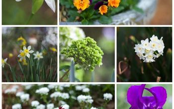 ¡La primavera! Lo que está creciendo y las tareas de jardín de marzo