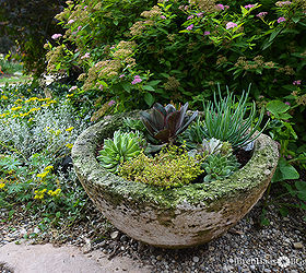 succulents little garden in my big garden, container gardening, flowers, gardening, succulents, Succulent container in the corner of my large landscape