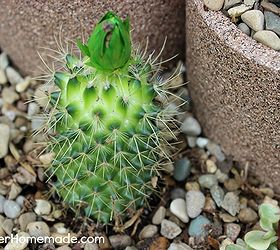 how to build and plant a succulent garden, diy, flowers, gardening, how to, succulents, Some of the plants were also planted in the ground