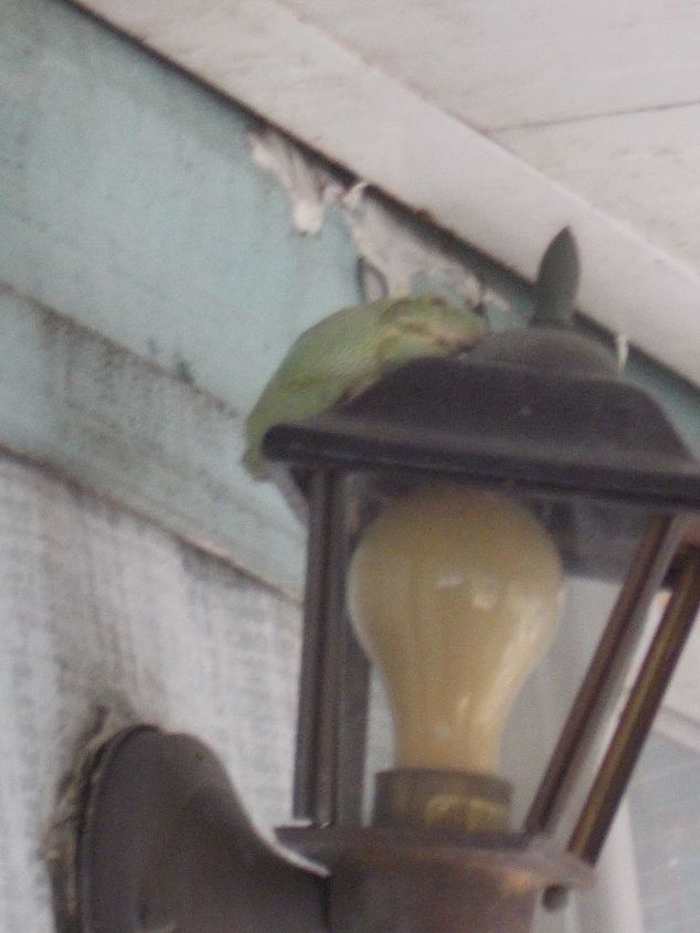 qu tipo de rana rana cubana o rana arbrea de florida, Menos mal que no us la luz exterior mientras l estaba all arriba