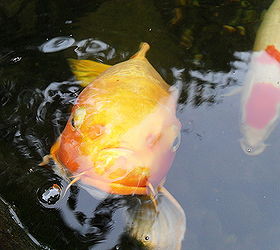 charlie koi loves his premium aquascapes installed pond, gardening, ponds water features, Charlie Premium Aquascapes