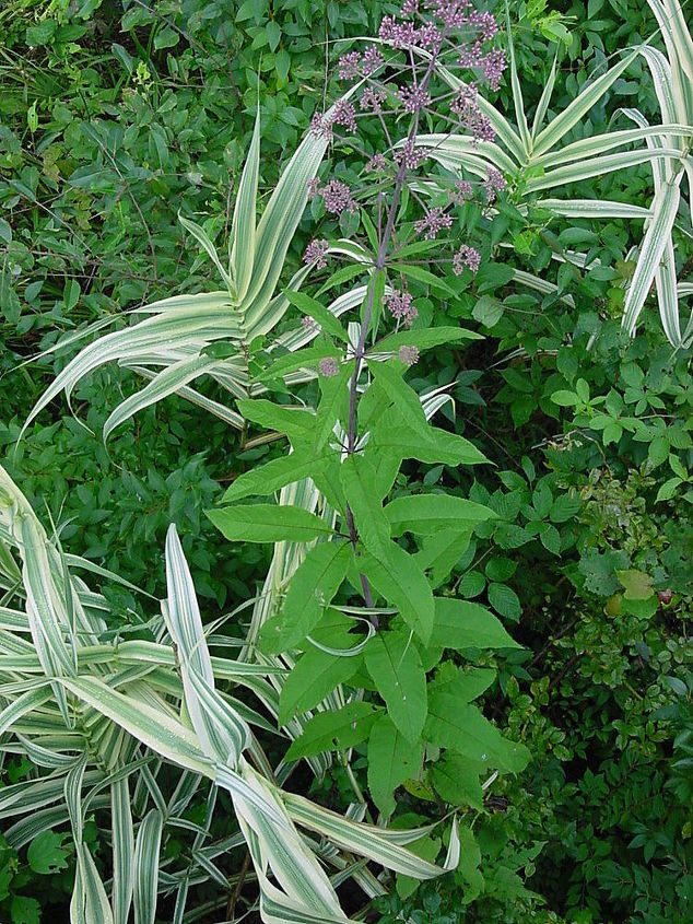help to identify this plant, flowers, gardening, The tall green plant in front of the striped plant We are very curious of the the name of this plant the leaves are so cool how they surround the stem all at the same point