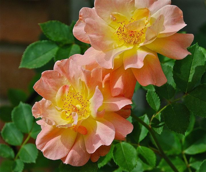 old roses and new hardy roses, gardening, F J Lindheimer recently released