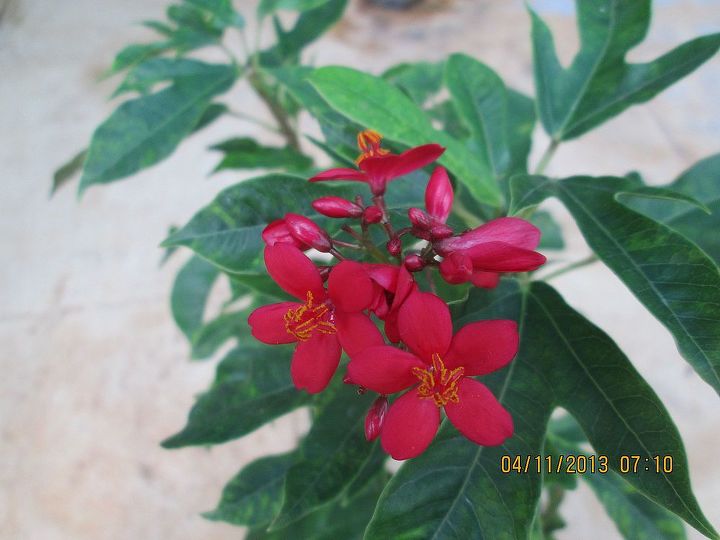 what is this plant flower called, flowers, gardening