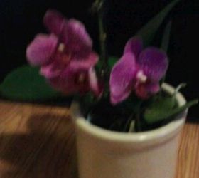 my orchids, gardening