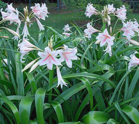 does anyone know the name of these lilies, gardening