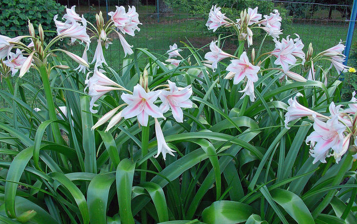 does anyone know the name of these lilies, gardening