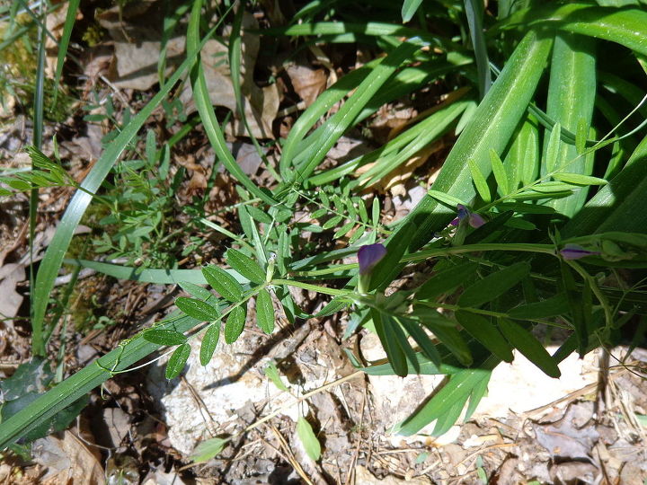 nome dessas plantas, outra folha estranha nisso