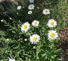steps to plan a beautiful perennial flower garden, flowers, gardening, perennials, Shasta daisies are always a bright addition to any flower bed
