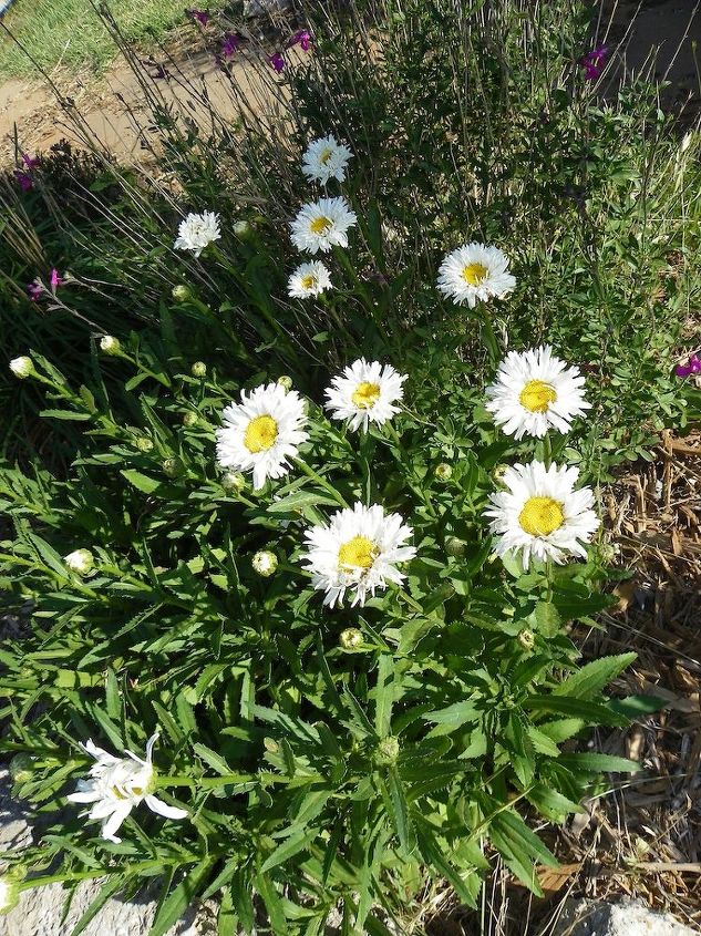 steps to plan a beautiful perennial flower garden, flowers, gardening, perennials, Shasta daisies are always a bright addition to any flower bed