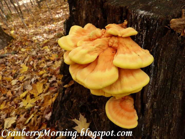 is this chicken of the woods mushroom, gardening, It s growing on the side of a stump probably maple in our woods