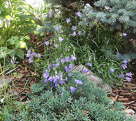 stars of my late spring garden, flowers, gardening, perennials