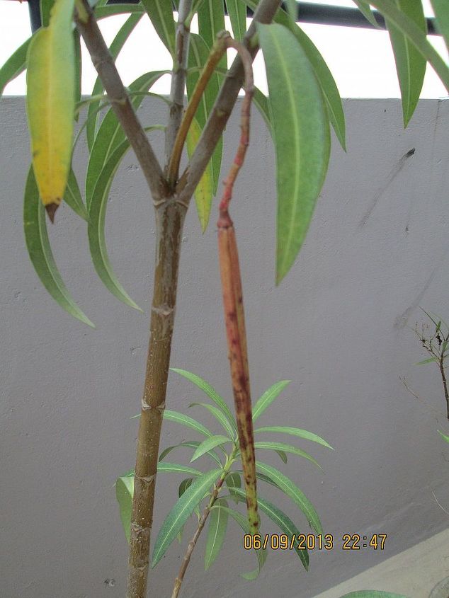 q what is this hanging from my oleander plant, flowers, gardening
