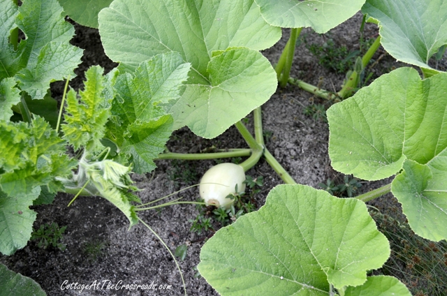 growing white pumpkins, gardening, Planting different varieties assures you of some success