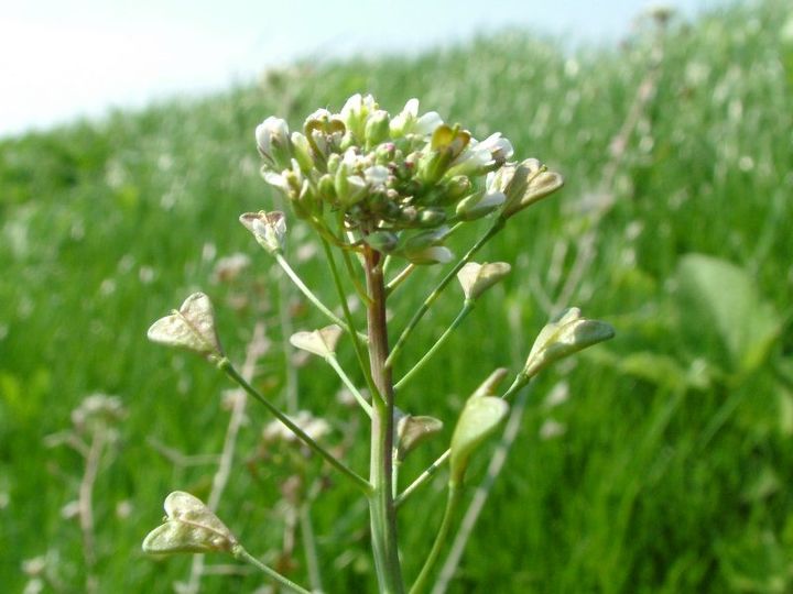 plant identification, gardening