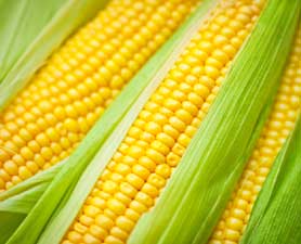planting corn, gardening, Source news discovery com