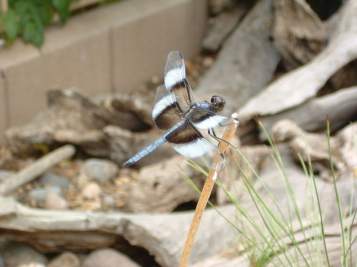 our work, flowers, gardening, outdoor living, pets animals, ponds water features, Dragonflies come in many colors sizes