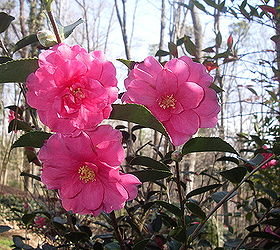 Camellia sasanqua 'shishi gashira' is one of my favorite camellias because it blooms in December, January and sometimes
